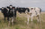 Cows in a field