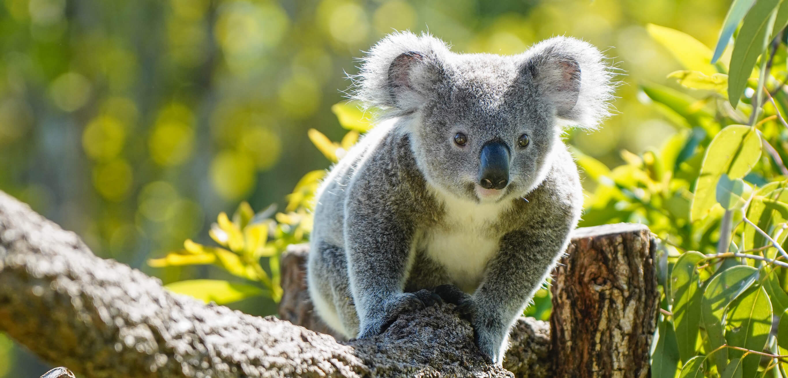 MEET BELLAMY, THE KOALA