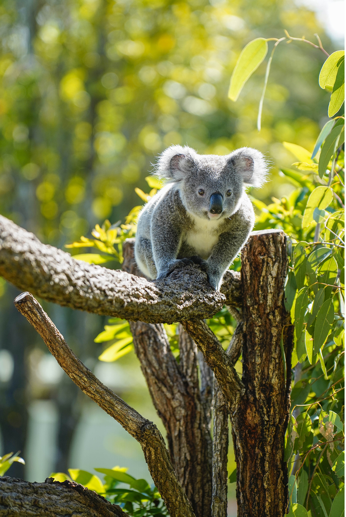 MEET BELLAMY, THE KOALA