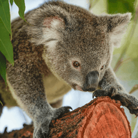 Animal close-up