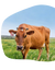 certified organic cows milk