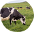 Dairy cows are raised organically and allowed to graze freely* for better tasting and nutritious milk.